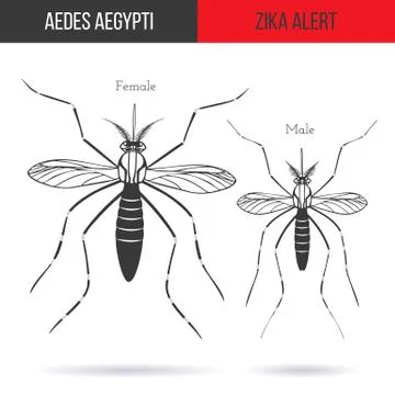 Zika virus graphic design elements. 스톡 일러스트