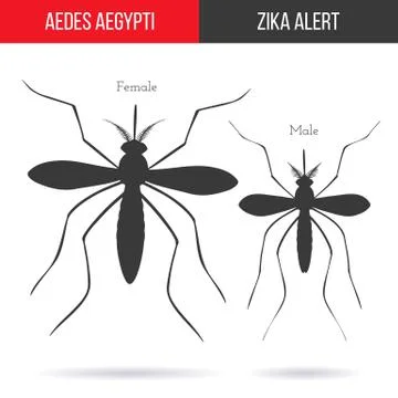 Zika virus graphic design elements. Stock Illustration