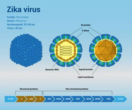 Zika virus structure Stock Illustration