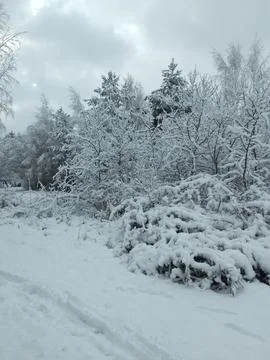 Зима Stock Photos