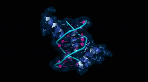 Zinc-finger elements bound to DNA Stock Footage 52848624