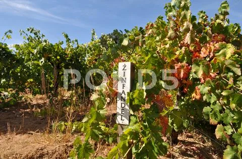 Zinfandel red wine sign Stock Photos