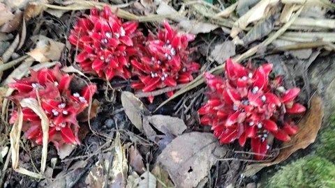 Zingiber Chrysanthum Video stock 276915578