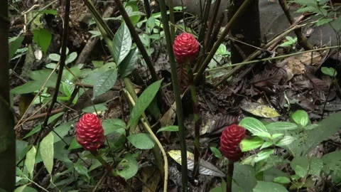 Zingiber multibracteatum, Malaysia Stock Footage 196134864