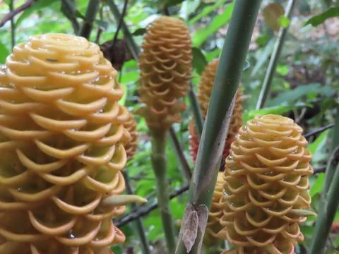 Zingiber spectabile Foto stock