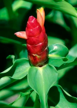 Zingiber zerumbet ginger Stock Photos