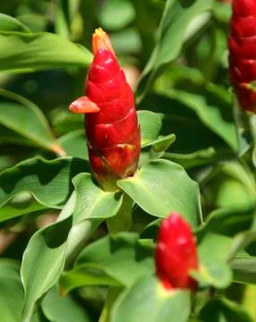 Zingiber zerumbet ginger 写真素材
