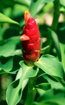 Zingiber zerumbet ginger Stock Photos