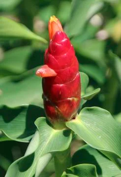 Zingiber zerumbet ginger Stock Photos