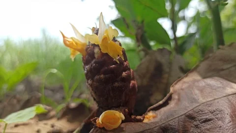 Zingiber zerumbet (Shampoo Ginger) Plant Video stock 265016277