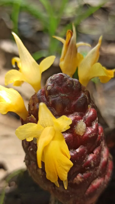 Zingiber zerumbet (Shampoo Ginger) Plant Video stock 265016281