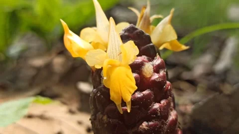 Zingiber zerumbet (Shampoo Ginger) Plant Video stock 265016327