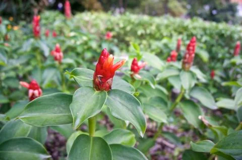 Zingiber zerumbet smith red cone flower Stock Photos