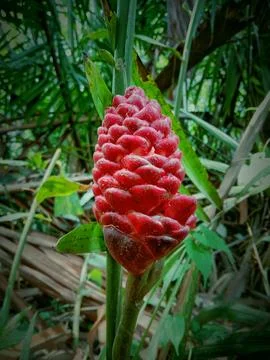 Zingiber zerumbet is a type of spice that has many health benefits Stock Photos