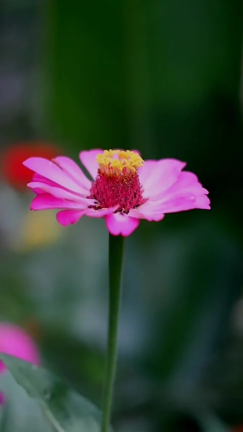 Zinia flower Stock Footage 211256600