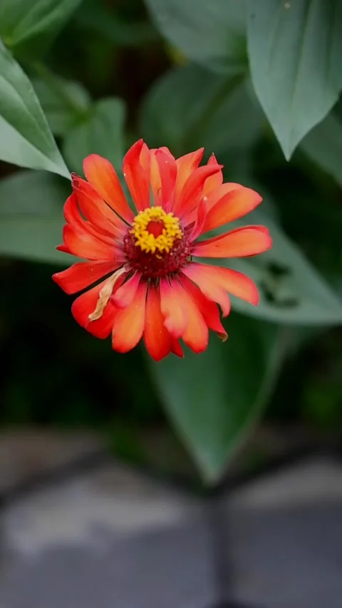 Zinia flower Stock Footage 211256806