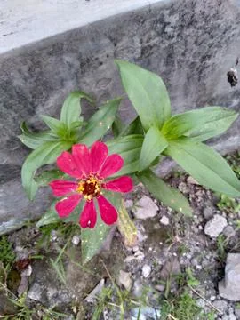 Zinia flower  스톡 사진