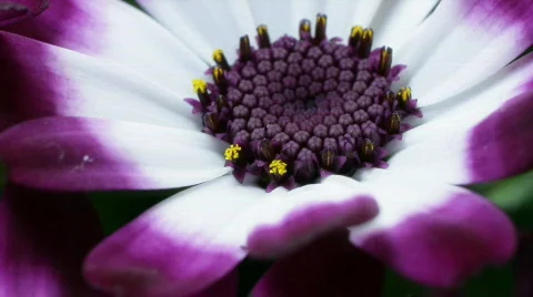 Zinnerarie macro Video stock 87507