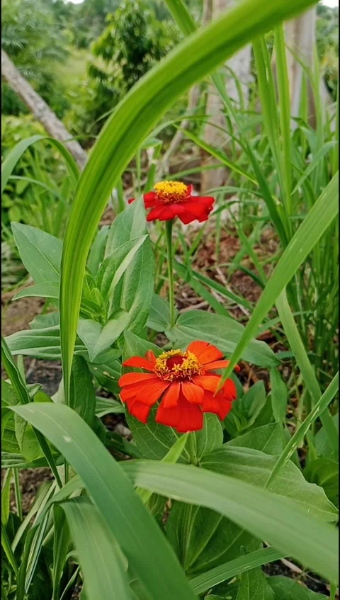 Zinnia Bloom Between Grass Blades Moving in Breeze Stock Footage 332022103