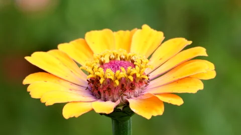 Zinnia blossom Stock-Footage 211170671