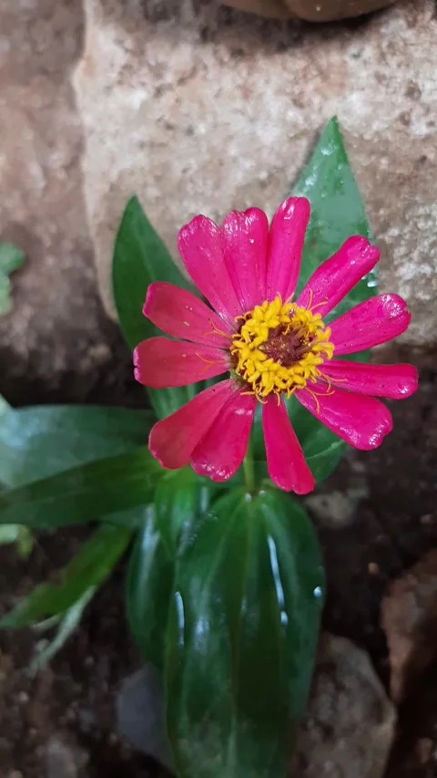 Zinnia blowing in the wind under the sun in the garden Stock Footage 285913358