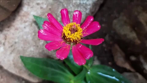 Zinnia blowing in the wind under the sun in the garden Stock Footage 285913458