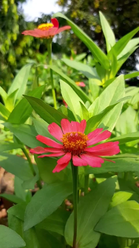 Zinnia blowing in the wind under the sun in the garden Stock Footage 285914705