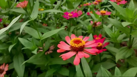 Zinnia blowing in the wind under the sun in the garden Stock Footage 285921685