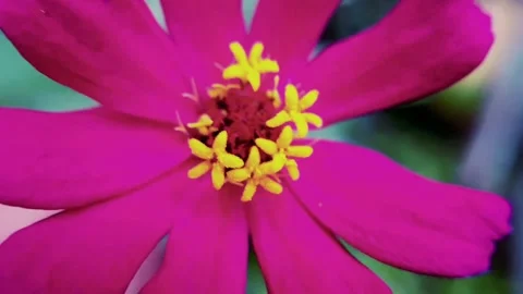 Zinnia elegan Video stock 303615426