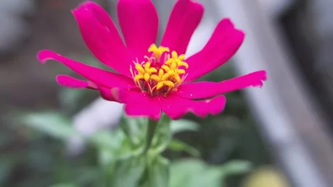 Zinnia elegan Video stock 303615427