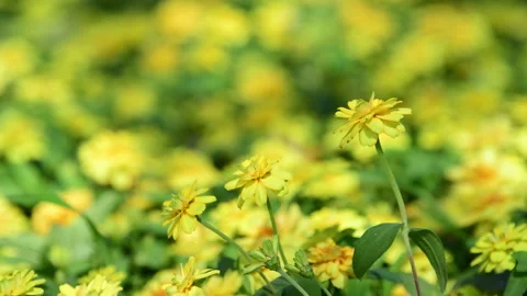 Zinnia elegans blooming in garden. Stock Footage 345658832