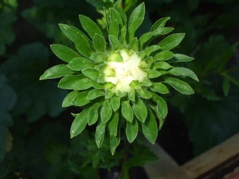 Zinnia elegans, bud, Stock Photos