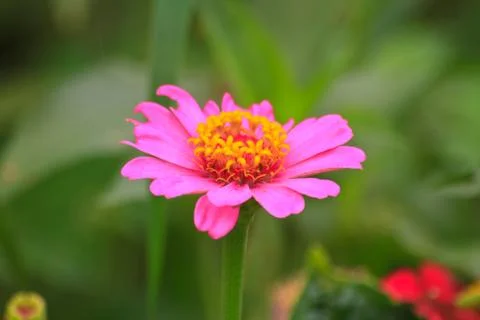 Zinnia elegans in field Stock Photos