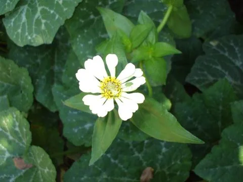 Zinnia elegans, flower, Stock Photos