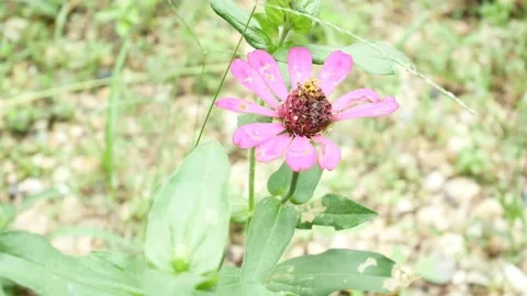 Zinnia elegans flower, which is damaged and imperfect 4K Stock Footage 153454223