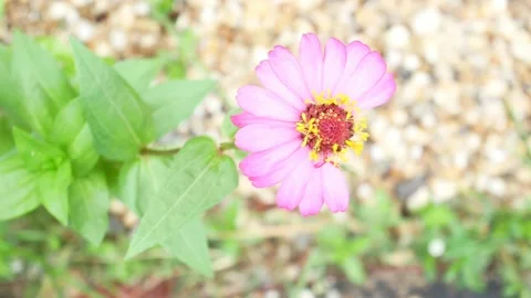 Zinnia elegans flower, which is damaged and imperfect 4K Stock Footage 153454317