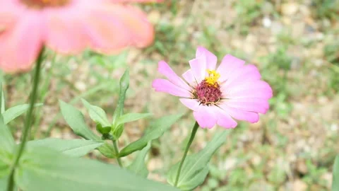 Zinnia elegans flower, which is damaged and imperfect 4K Stock Footage 153454370