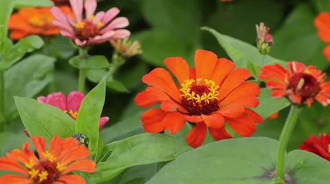 Zinnia elegans Stock Footage 16721643
