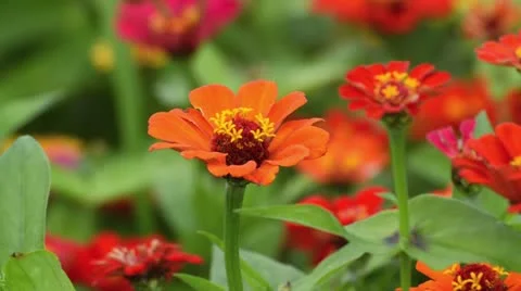 Zinnia elegans Stock Footage 16722369