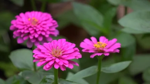 Zinnia elegans Stock Footage 74506891