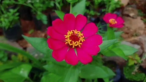Zinnia Elegans Video stock 146136578