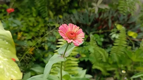 Zinnia Elegans Stock Footage 219915606