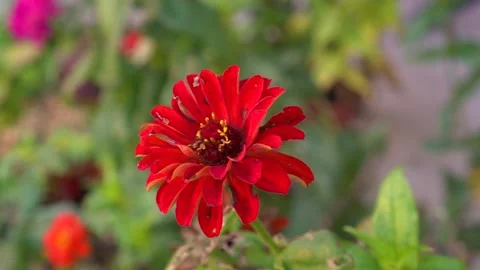 Zinnia elegans Stock Footage 222834336