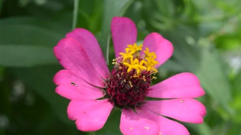 Zinnia Elegans Video stock 224258373