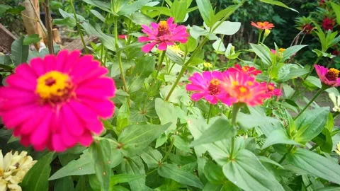 Zinnia elegans Stock Footage 261198746