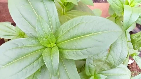 Zinnia elegans leaves Stock Footage 290918954