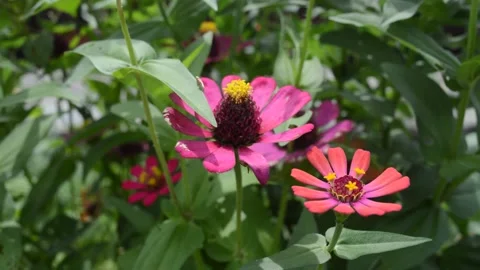 Zinnia elegans in my garden Stock Footage 224257537