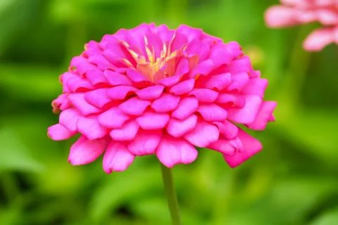 Zinnia elegans Stock Photos