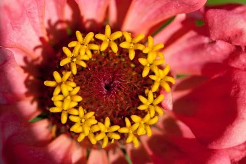 Zinnia elegans Stock Photos