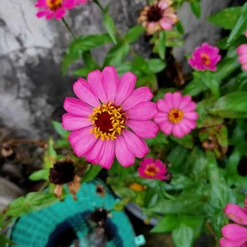 Zinnia elegans Stockfoto's